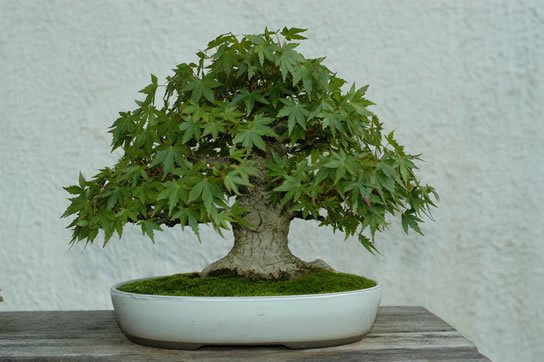 31-Acer_palmatum_fs.jpg