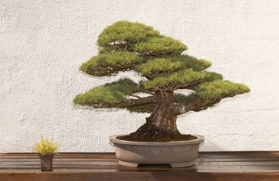 41-Pinus_parviflora_fs.jpg