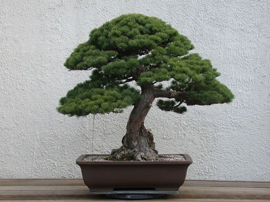 43-Pinus_parviflora_fs.jpg