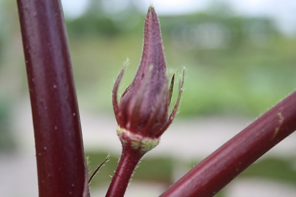 20100802 092.jpg