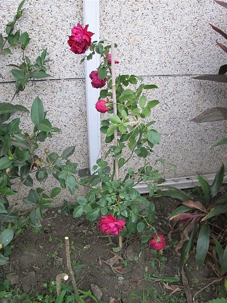 Rose 041.jpg