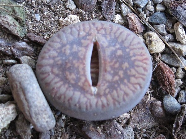 2011 061.jpg