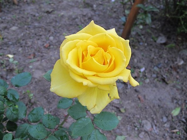 Rose 026.jpg