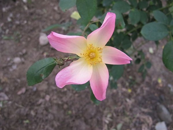 Rose 044.jpg