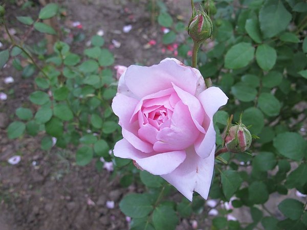 Rose 036.jpg