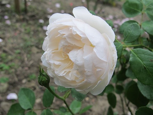 Rose 005.jpg