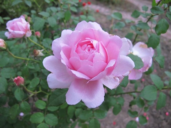 Rose 001.jpg