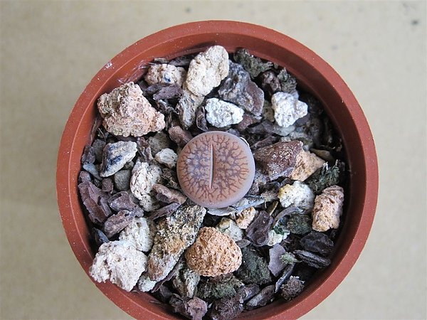 2011 040.jpg