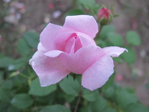 Rose 051.jpg