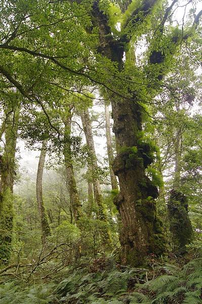 馬武佐野郡山