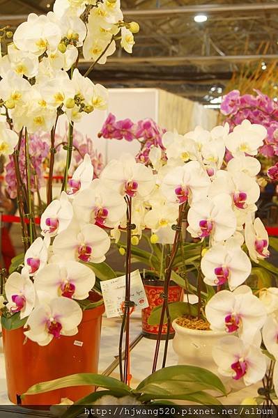 2017台灣蘭展