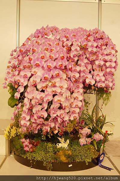 2017台灣蘭展