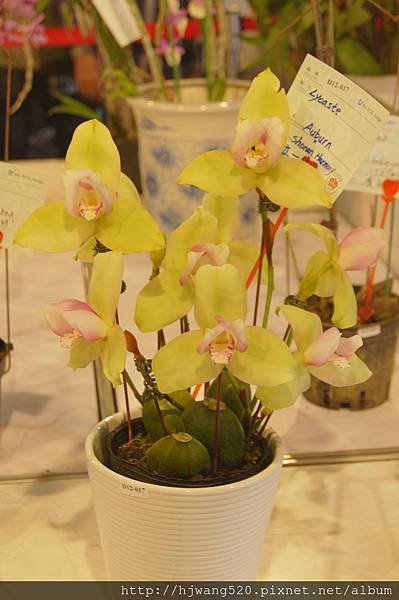 2017台灣蘭展