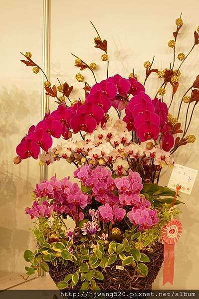 2017台灣蘭展