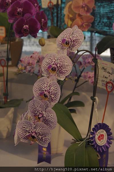 2017台灣蘭展