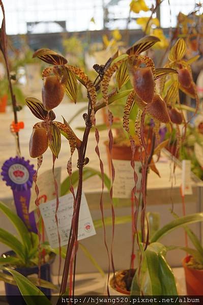 2017台灣蘭展