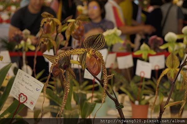 2017台灣蘭展