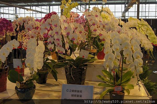 2017台灣蘭展