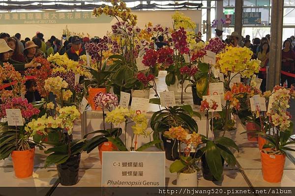 2017台灣蘭展