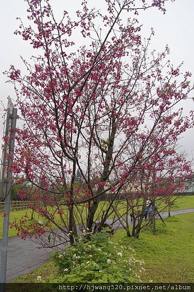 陽光運動公園