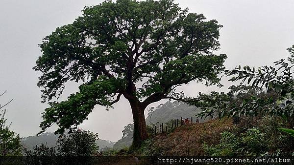 楓樹湖