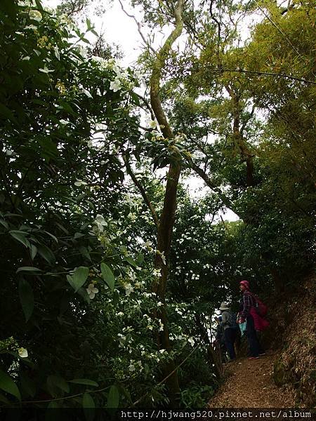 光明山稜線步道