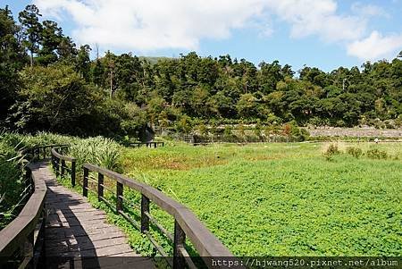 頂湖海芋步道