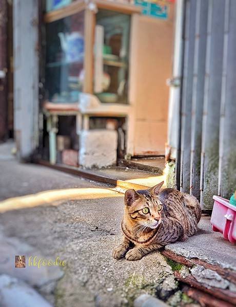 香港鄉村裡的最後美食