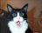 9c80d9054fd86ed1da8b037e89dd27d6_w48_h38.gif