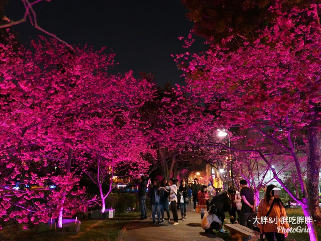 中壢櫻花步道 │【莒光公園】春節連假賞櫻季，中壢幸福街賞櫻花