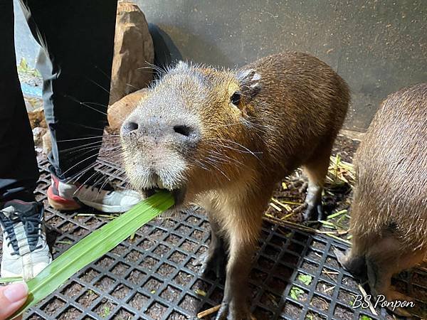 新竹景點、台灣昆蟲館-新竹館、水豚君