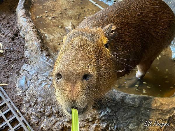 新竹景點、台灣昆蟲館-新竹館、水豚君