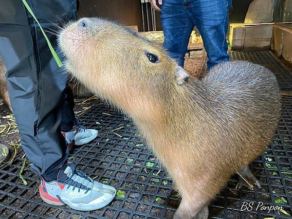 新竹景點、台灣昆蟲館-新竹館、水豚君