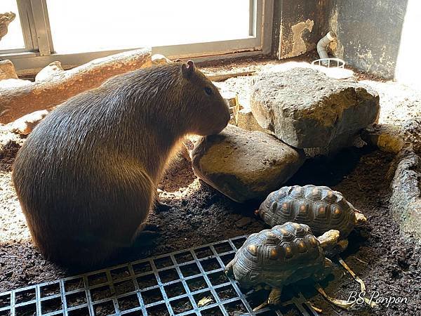 新竹景點、台灣昆蟲館-新竹館、水豚君