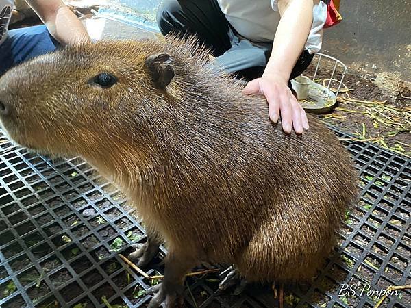 新竹景點、台灣昆蟲館-新竹館、水豚君