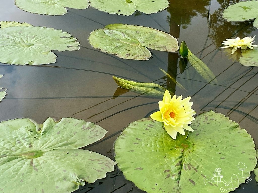 2022桃園蓮花季-香水蓮花.jpg