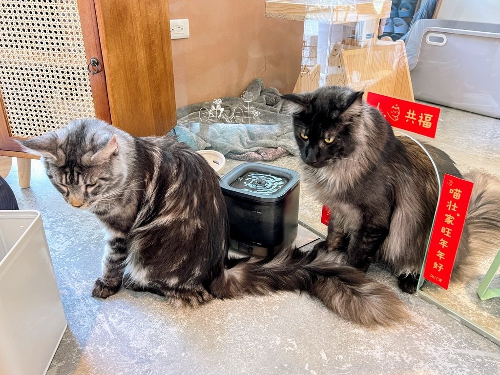 嘉義洛澄貓咪茶品店