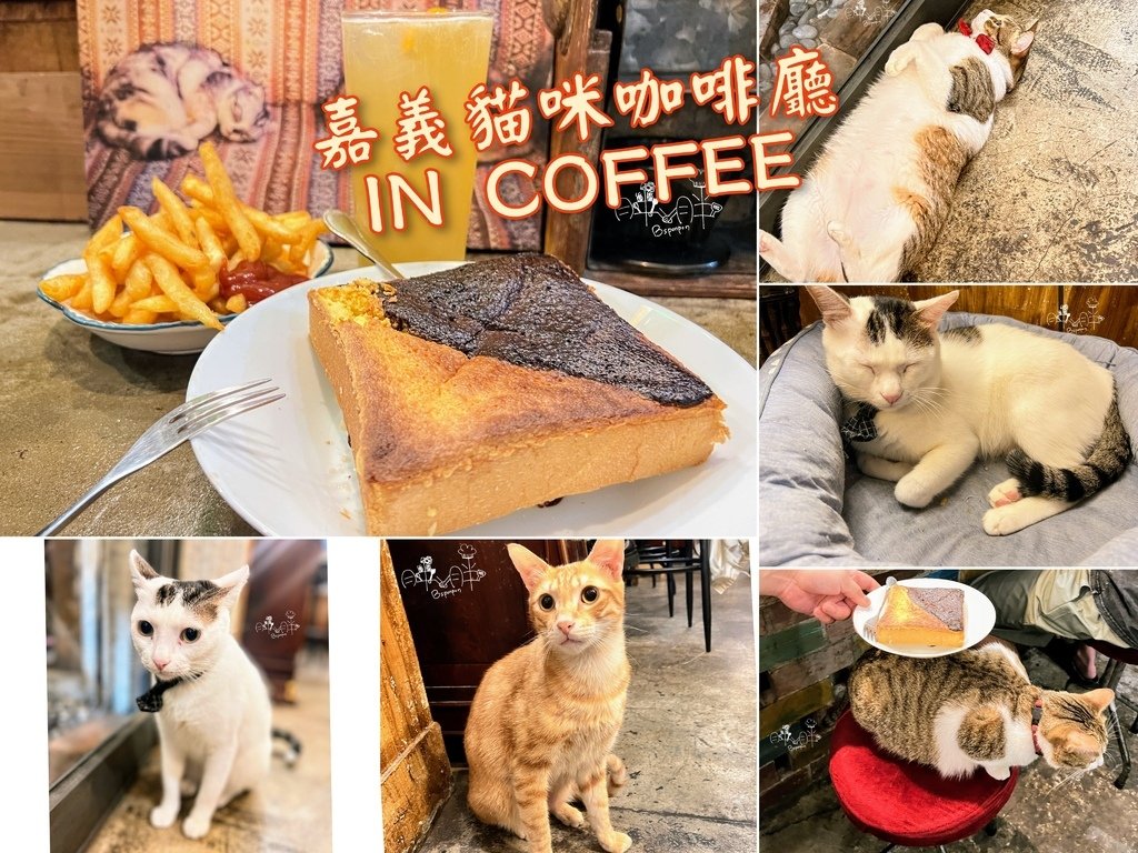 嘉義貓咪咖啡廳IN COFFEE