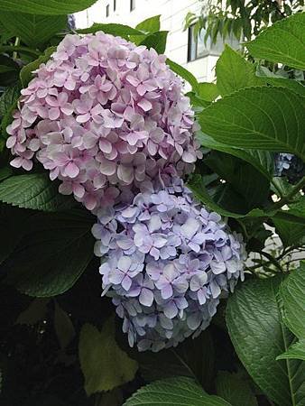 IMG_6312
