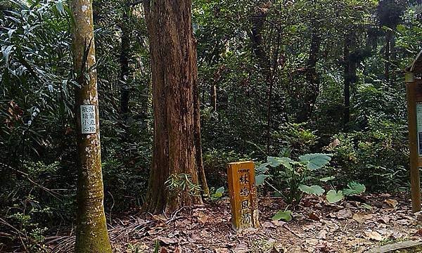 嘉義-樹木園01