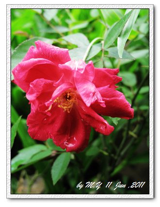rose-紅月季