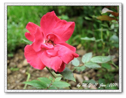 rose-紅吸引