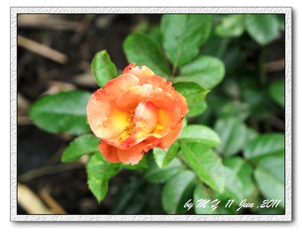 rose-花花公子