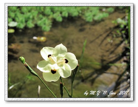 鳶尾1
