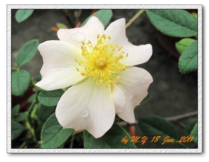 rose-愛莉珊德拉.jpg