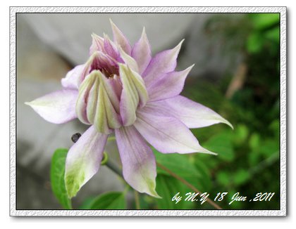 鐵線蓮.jpg