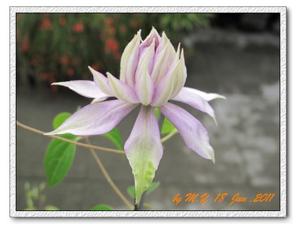 鐵線蓮4.jpg