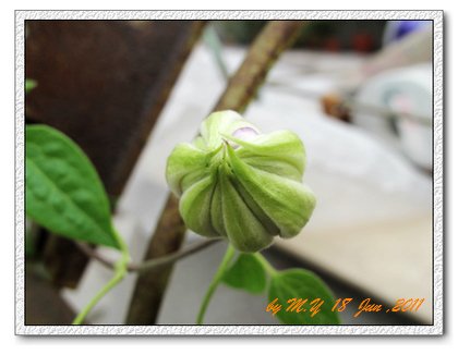 鐵線蓮5.jpg