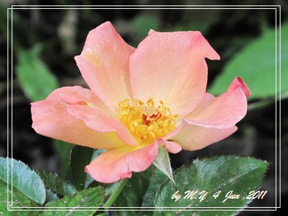 rose-花花公子