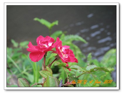 rose-琳達坎貝爾